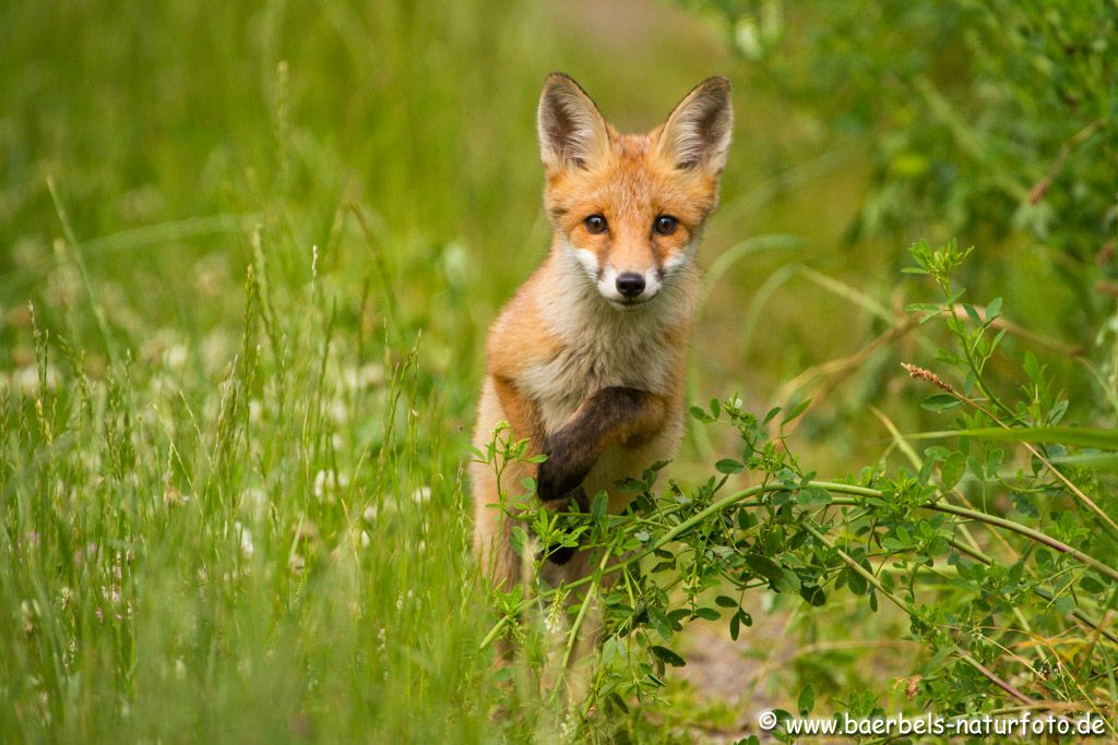 Mutig kommt der kleine Fuchs auf mich zu gesprungen