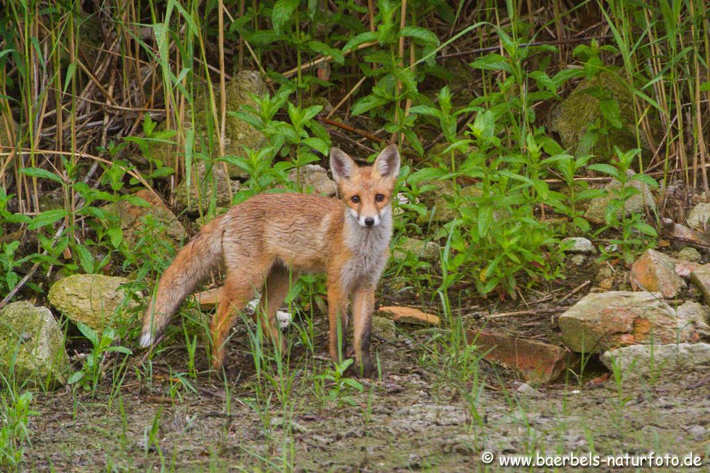 Der kleine Fuchs ist schon ein Halbstarker