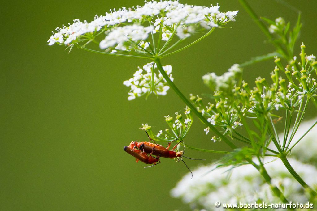 Roter Weichkäfer