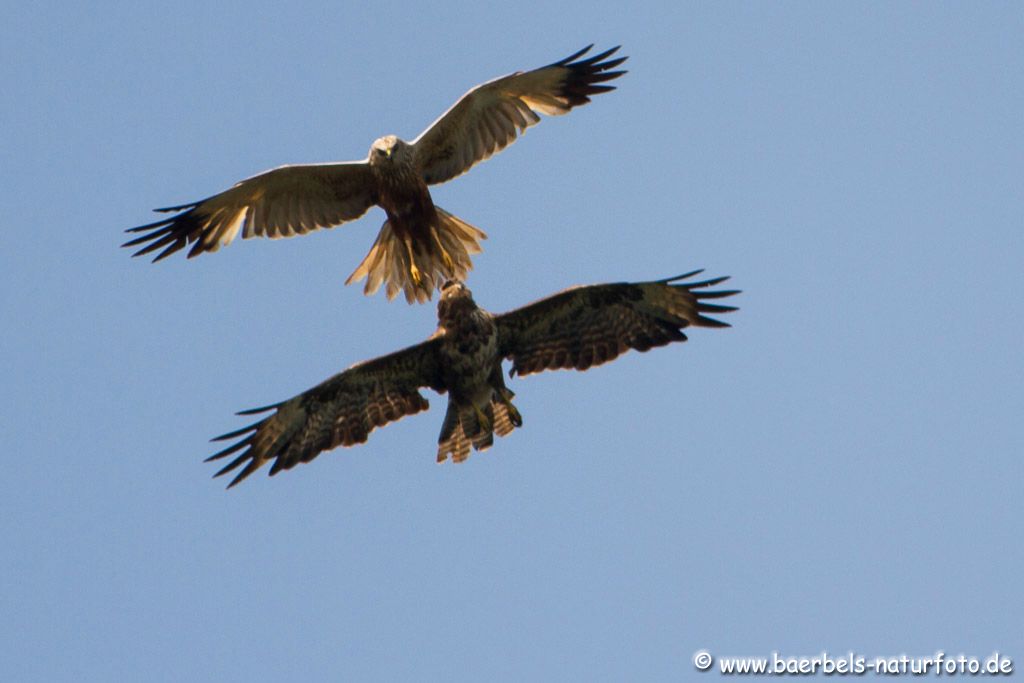 Rohrweihe und Mäusebussard