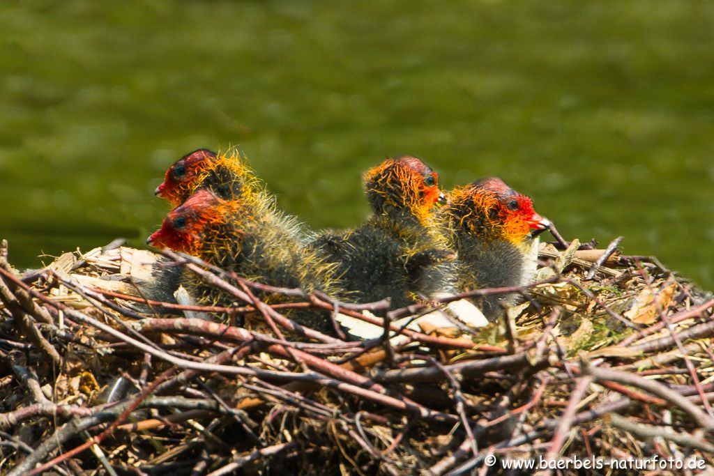 Zwei Eier liegen noch im Nest