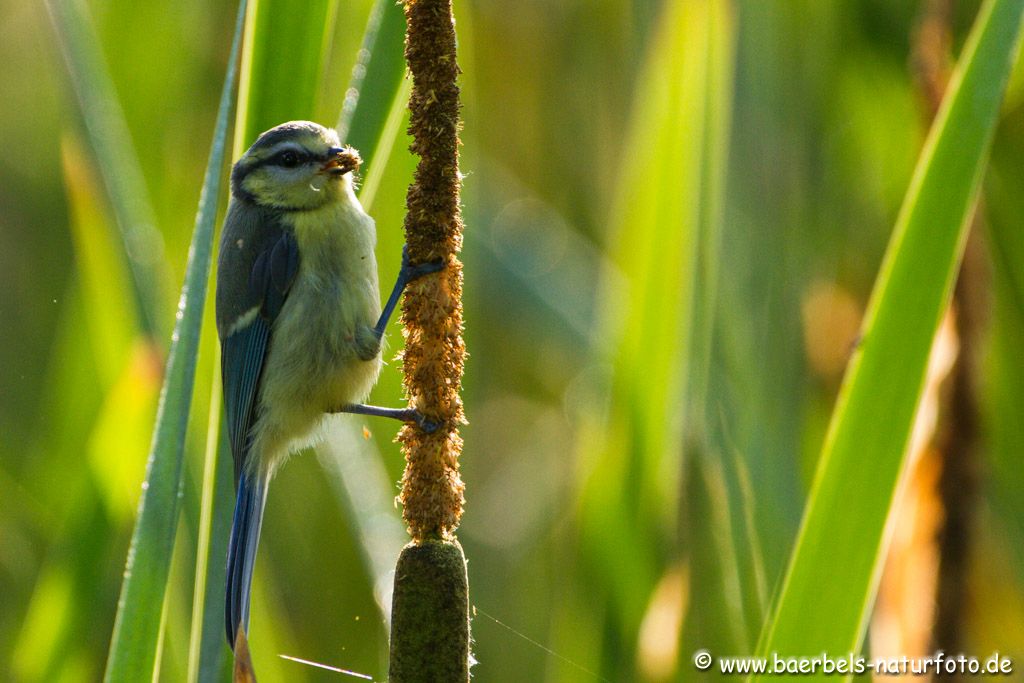 Blaumeise im Gegenlicht