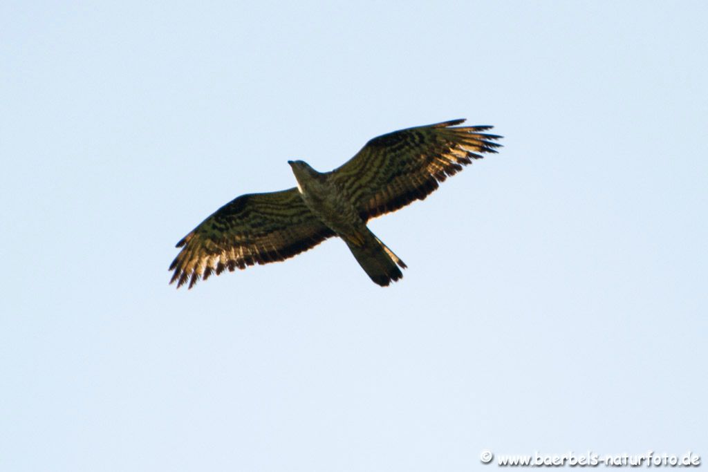 Wespenbussard