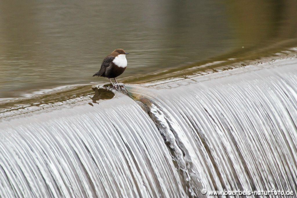 Wasseramsel