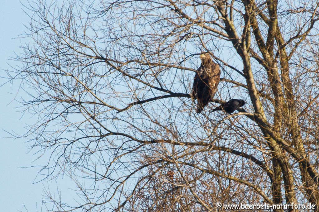 In weiter Ferne ruht der Seeadler im Baum