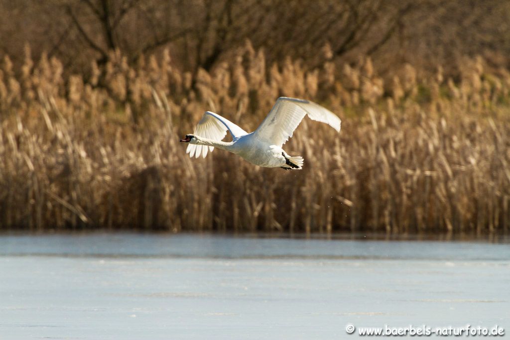 Höckerschwan