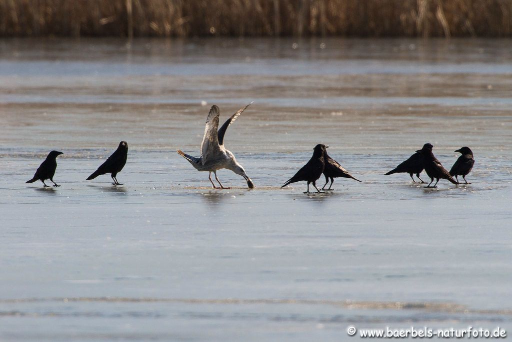 Möwe versucht Fisch durchs Eisloch zu ziehen