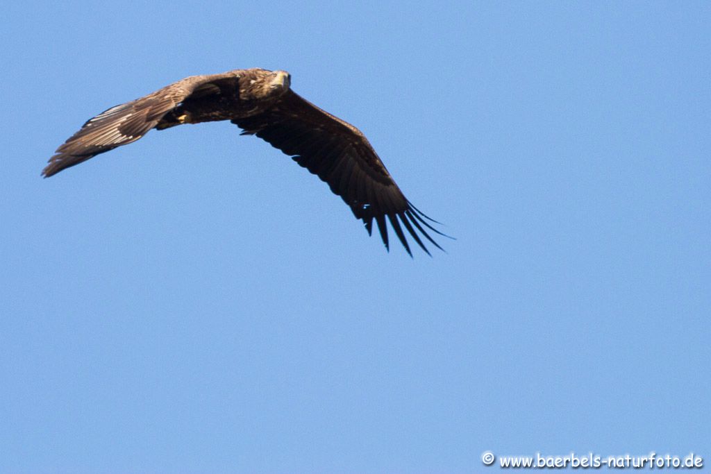 Seeadler im Anflug