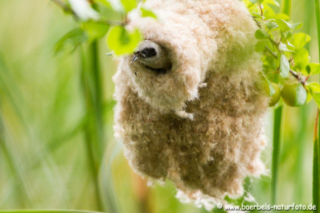 Beutelmeisen brüten noch