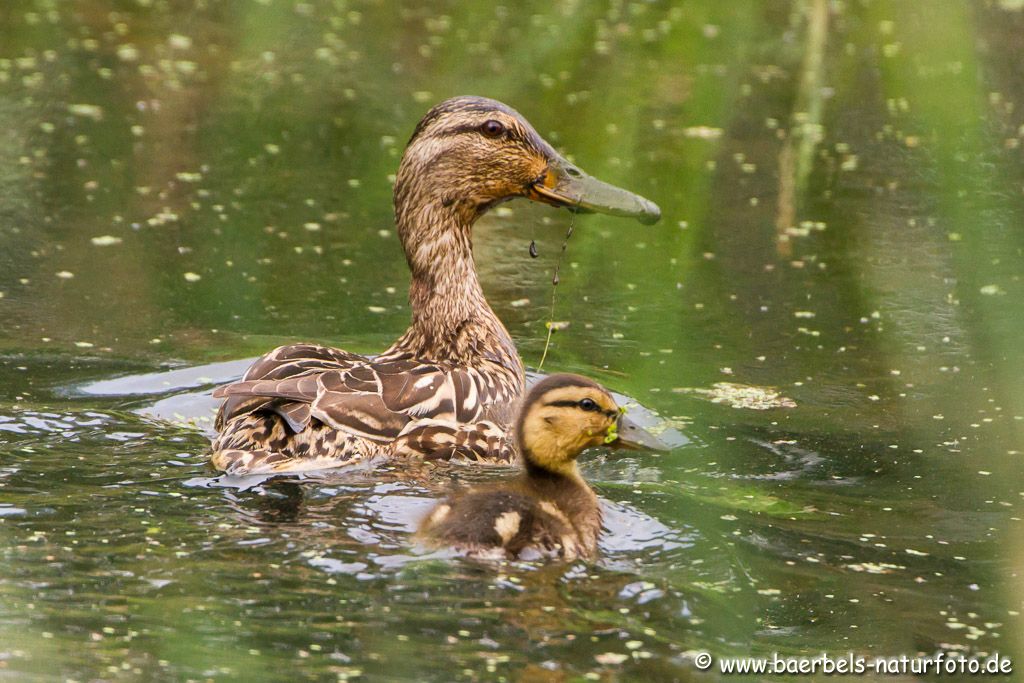 Stockente mit Nachwuchs