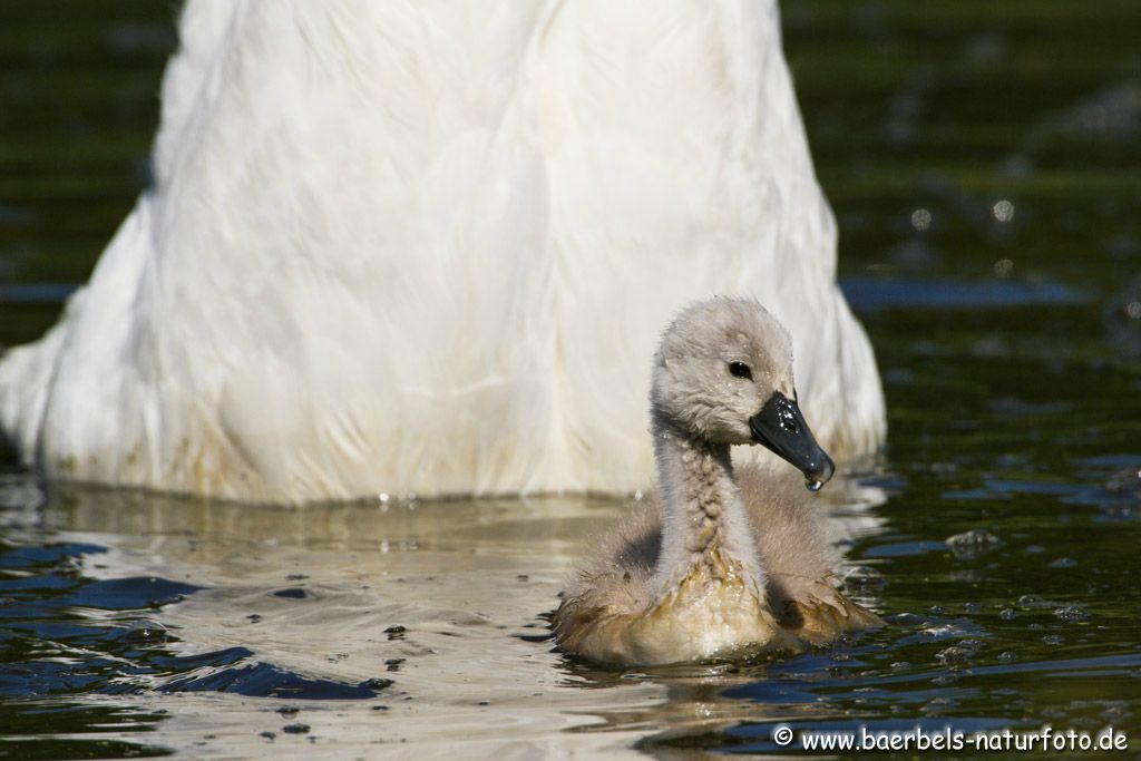 Kleiner Höckerschwan ( Mutter taucht im HG )