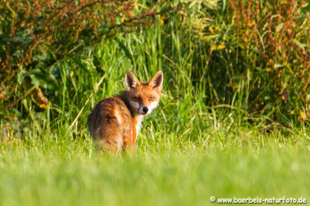 Fuchs am Rande eines Rapsfeldes