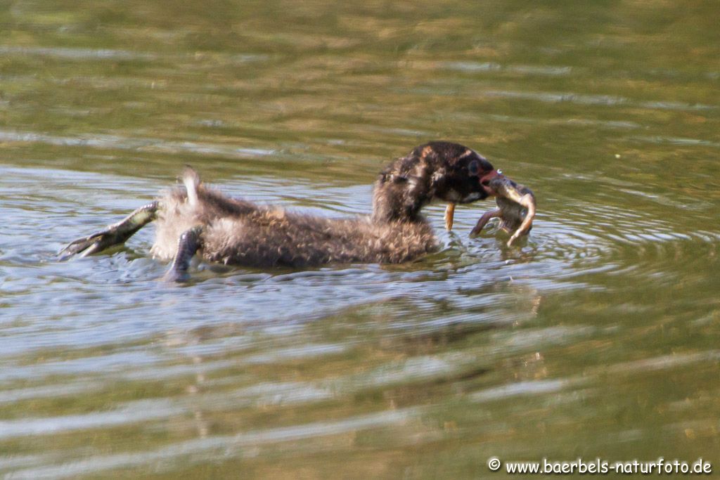 Jetzt versucht ein Junges den Frosch zu fressen