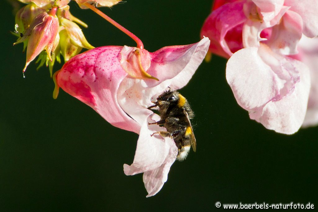 Hummel am Springkraut