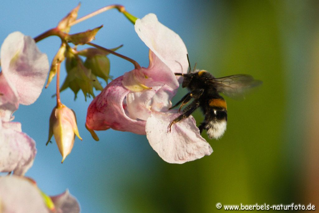 Hummel am Springkraut