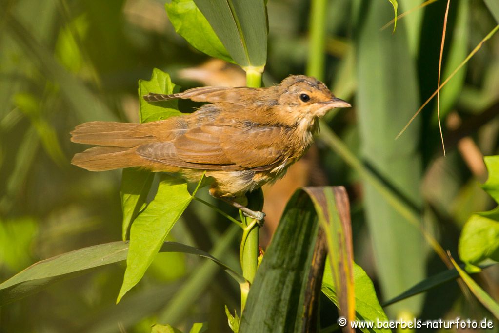 Überall haben kleine Drosselrohrsänger das Nest verlassen