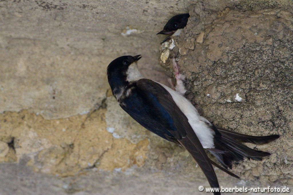 Mehlschwalben am Nest