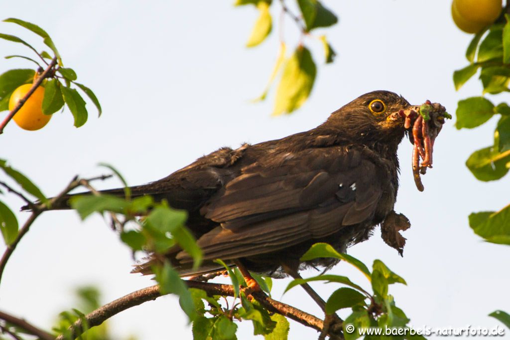 Weibl. Amsel mit Futter