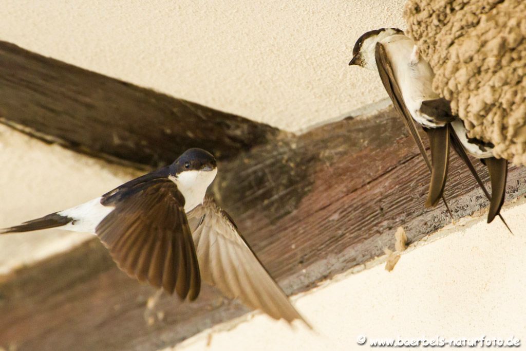 Die Mutter versucht die am Nest hängenden Kleinen zum Fliegen zu animieren