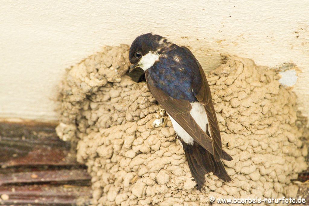 Hier soll das Kleine aus dem Nest und die Mutter lockt