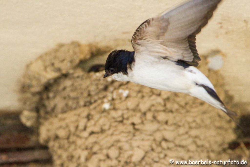 Immer wieder fliegt die Mutter Lockflüge