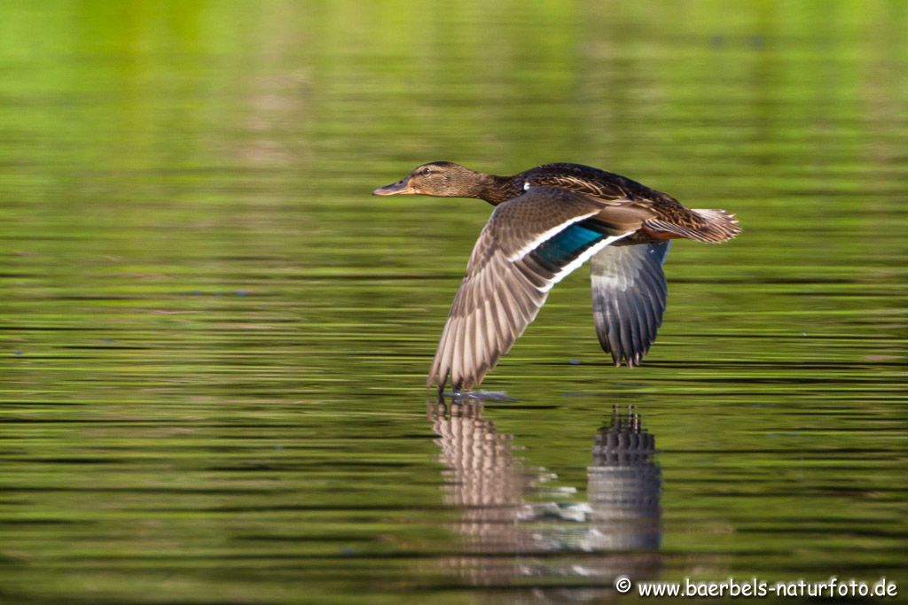 Weibl. Stockente