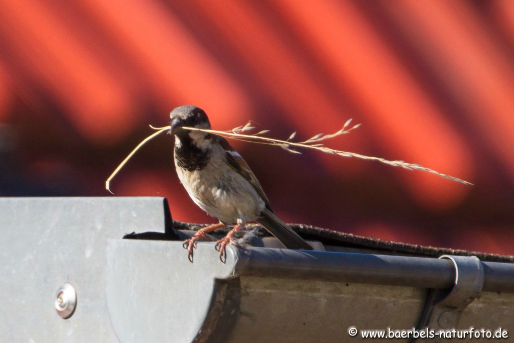 Haussperling mit Nistmaterial