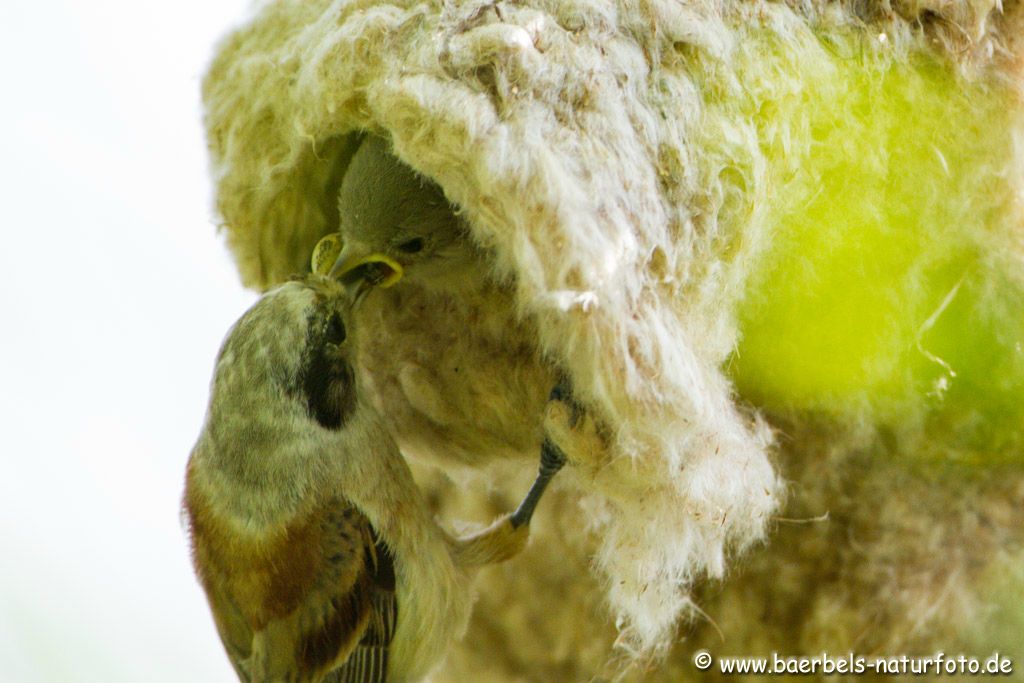 Das Nest ist sehr schlecht einsehbar