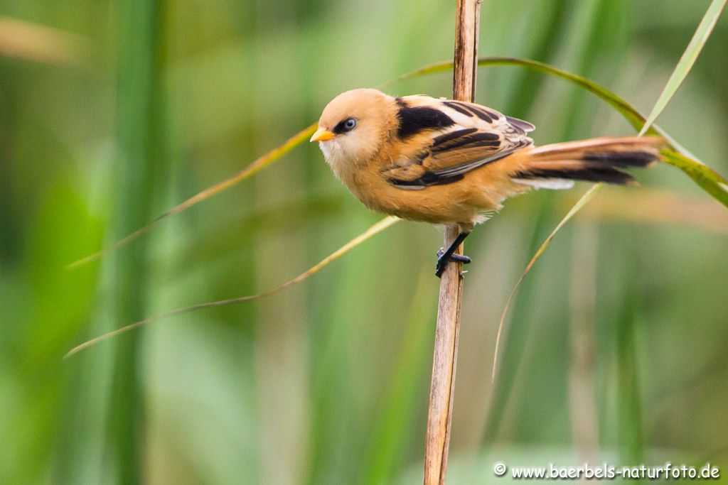 Eine kleine Bartmeise fliegt noch durchs Gelände