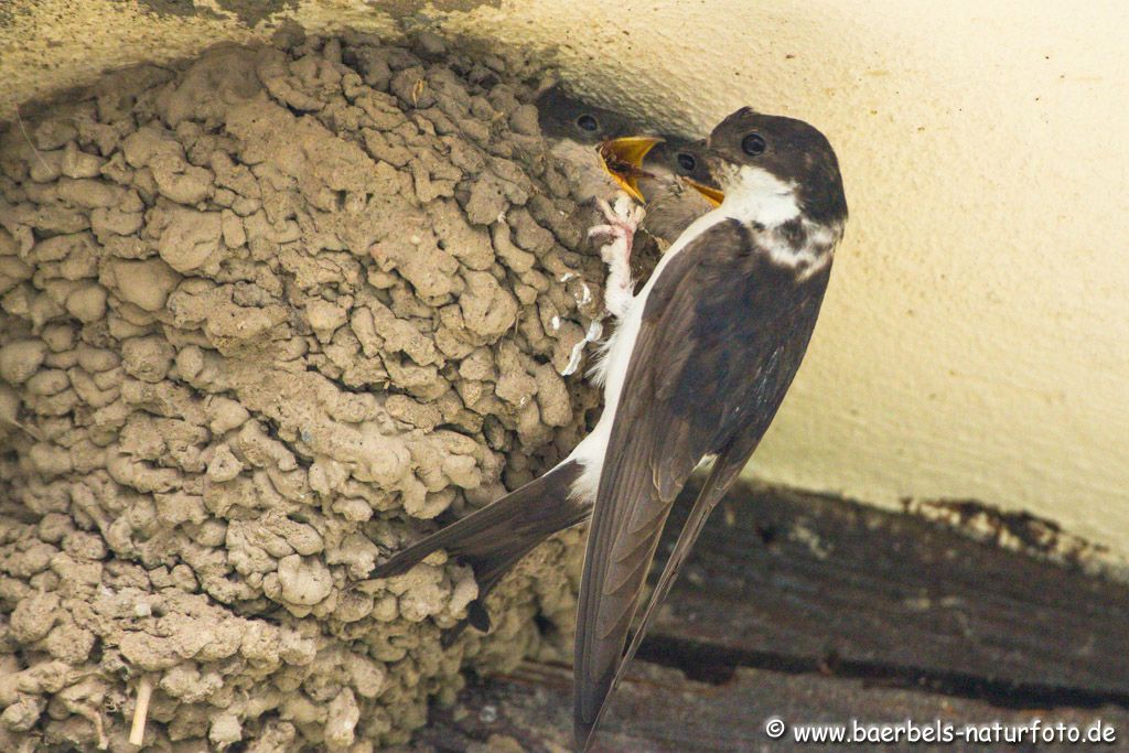 Bei den Mehlschwalben sind im letzten noch besetzten Nest die 2 Jungen flügge