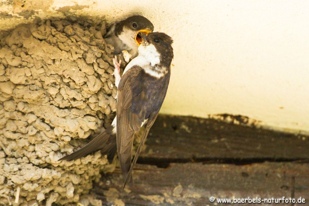 Jetzt wird gelockt zum Ausflug aus dem Nest