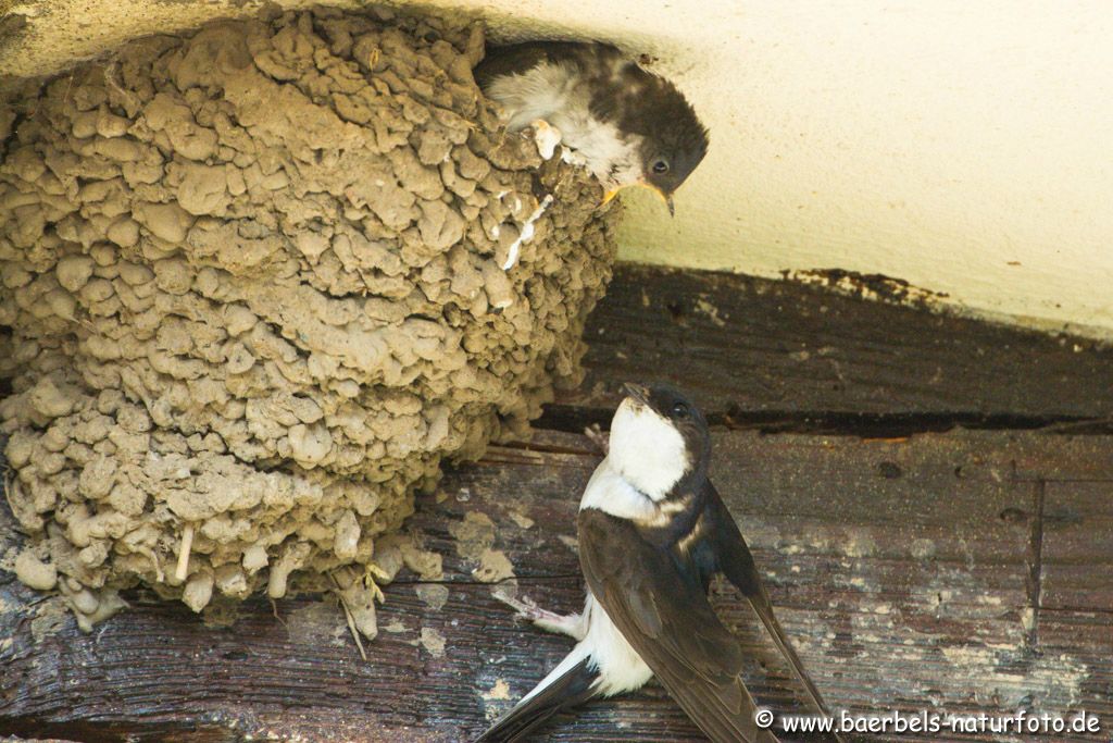 Die Mutter entfernt sich ohne Futter immer weiter vom Nest in der Hoffnung die Kleinen fliegen nun aus