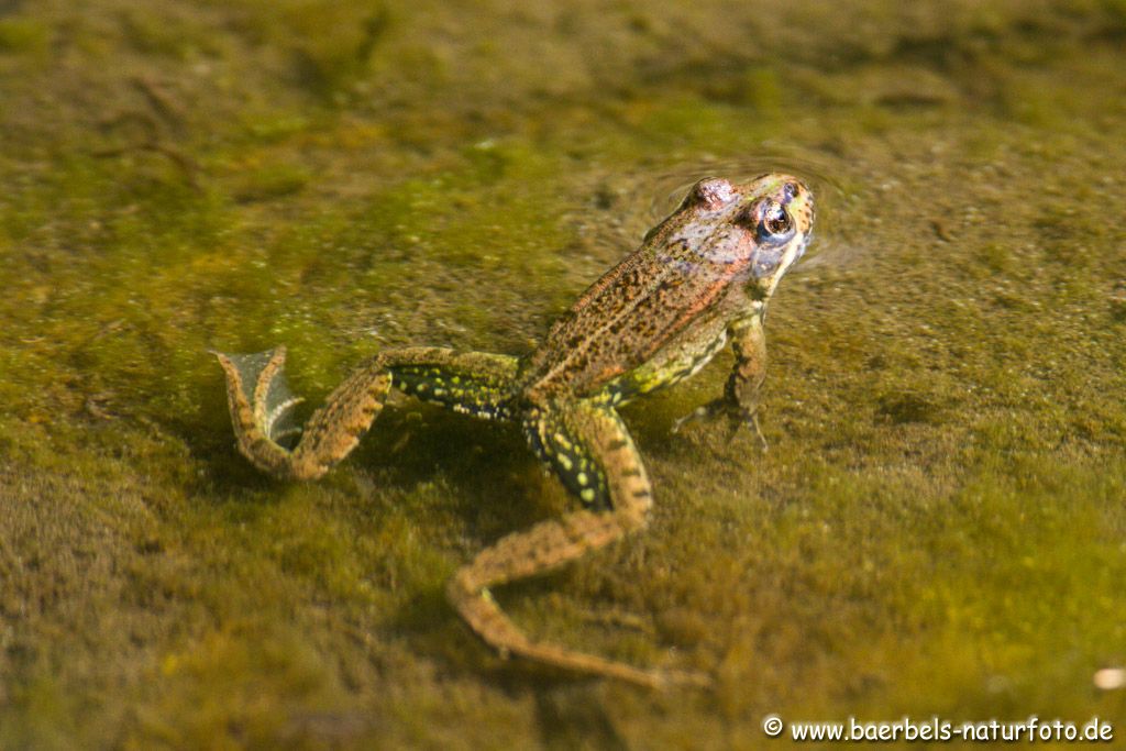 Grünfrosch beim Sonnenbad