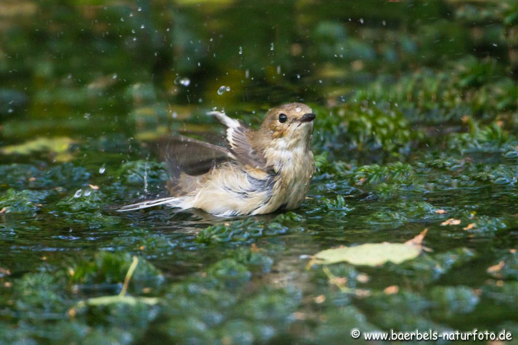 Trauerschnäpper badet auf Seegras in einem Teich