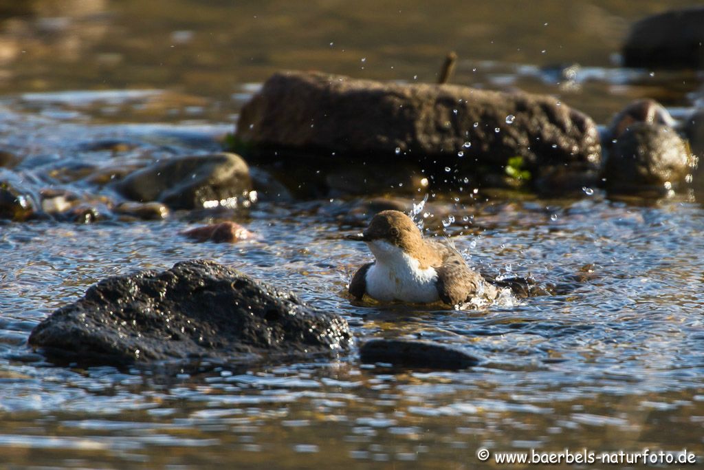 Badespaß bei der Wasseramsel