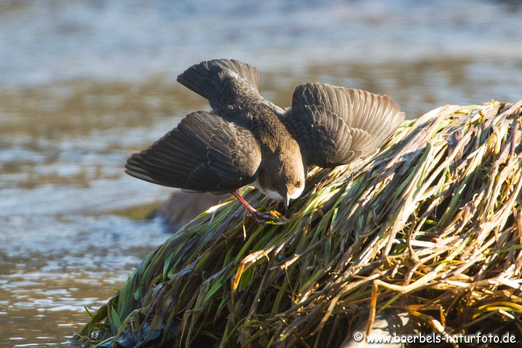 Balzende Wasseramsel