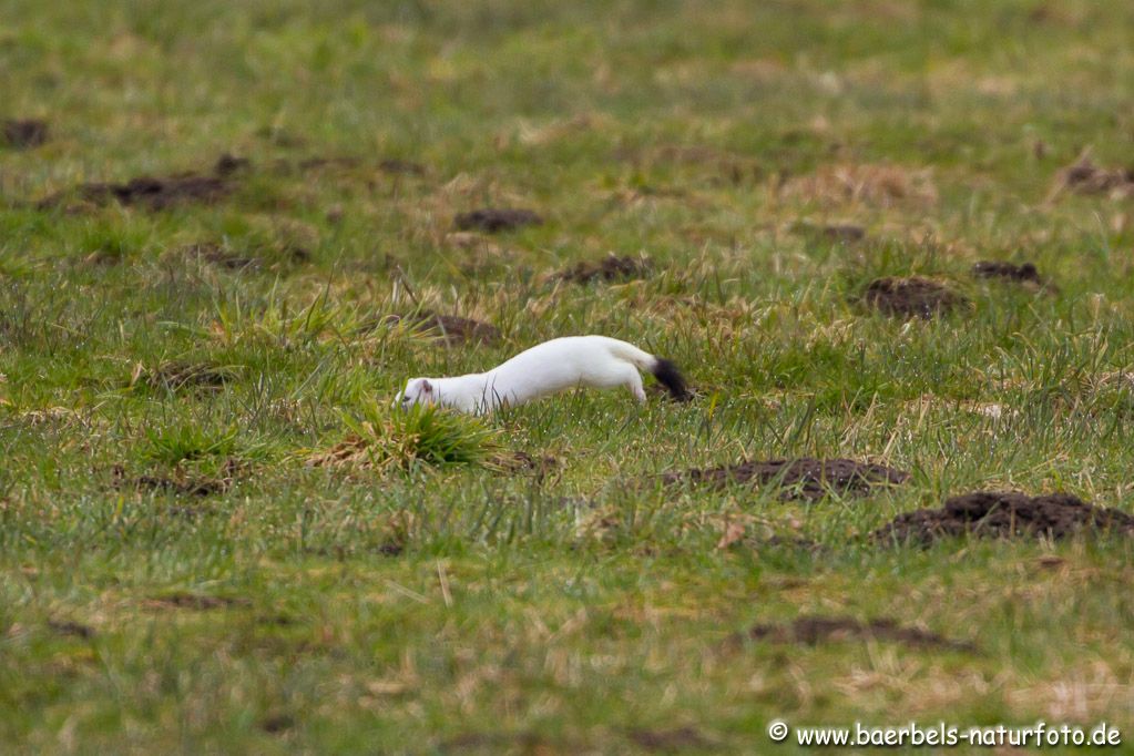 Hermelin tollt in sicherer Entfernung auf der Wiese