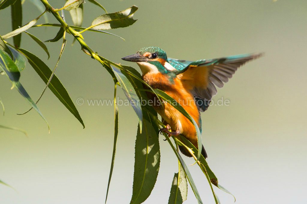 Eisvogel