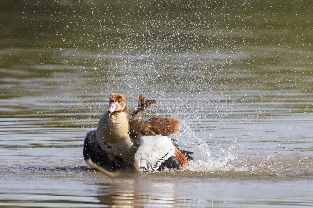 Badende Nilgans