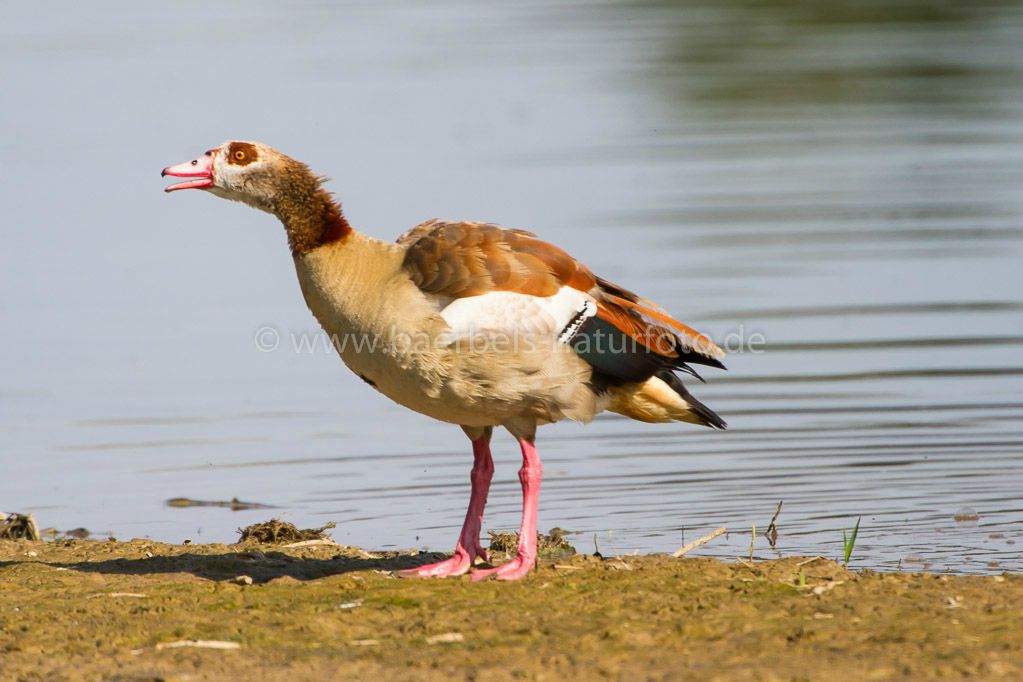 Nilgans