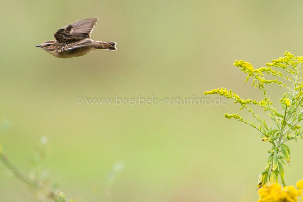 Fliegendes Braunkehlchen