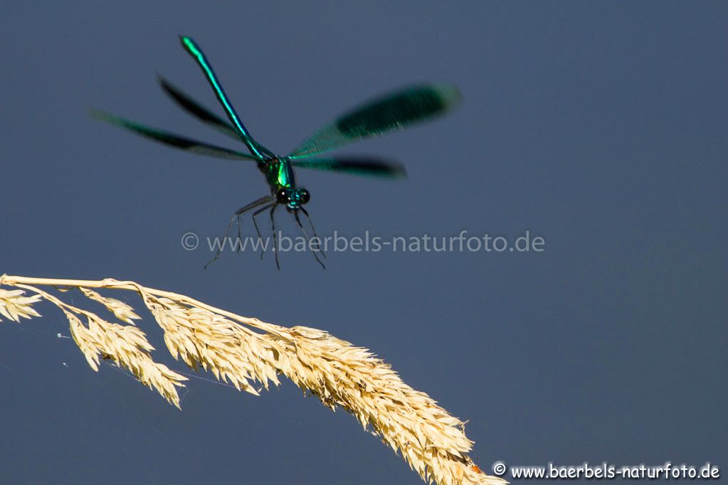 Gebänderte Prachtlibelle