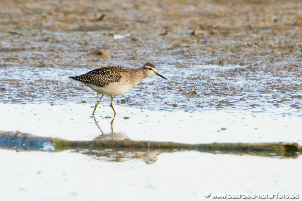 Bruchwasserläufer