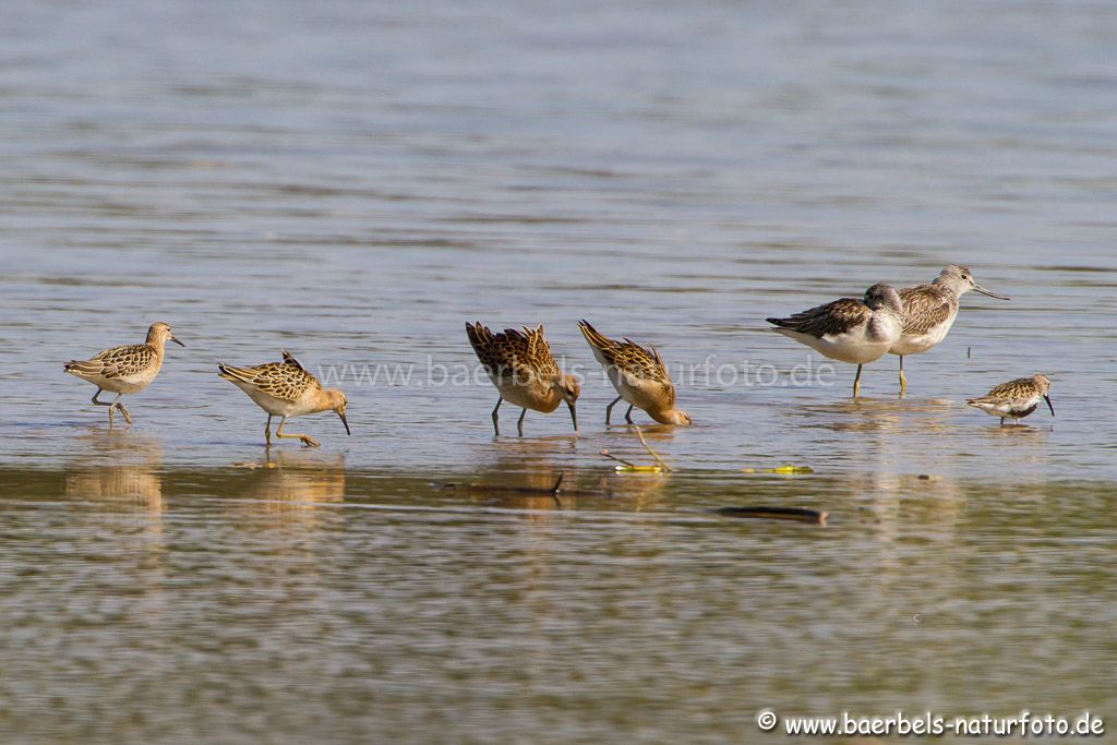 Kampfläufer/Grünschenkel/Alpenstrandläufer