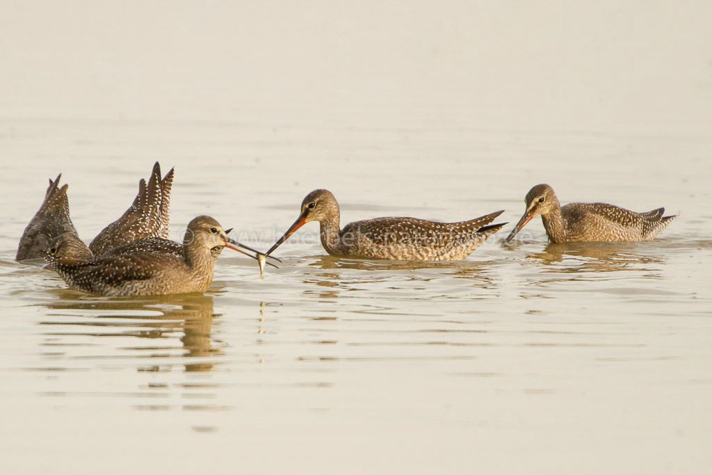 Dunkle Wasserläufer