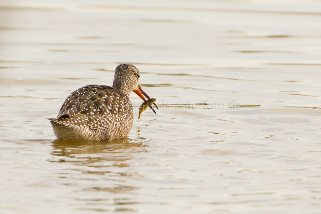 Dunkle Wasserläufer