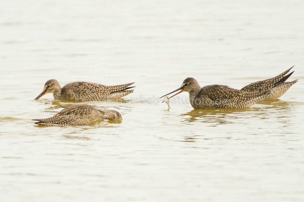 Dunkle Wasserläufer