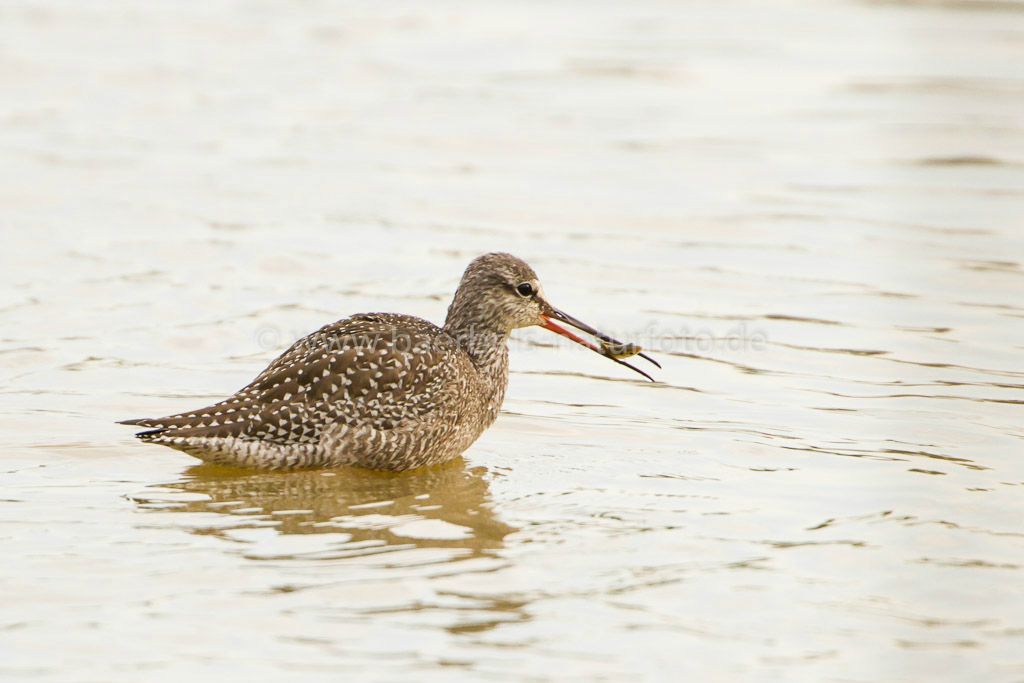 Dunkle Wasserläufer