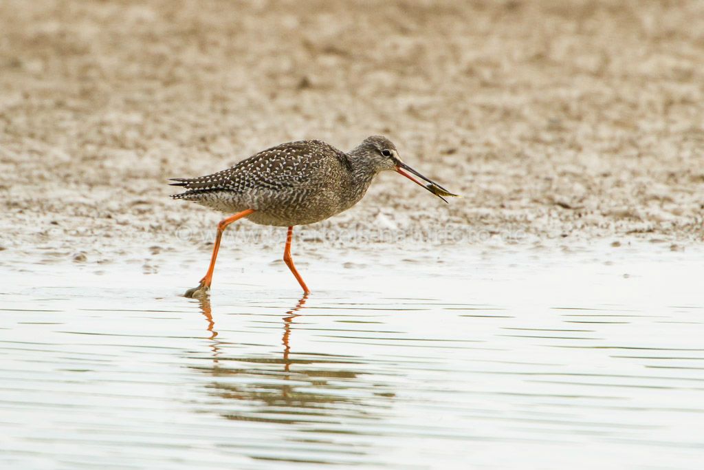 Dunkle Wasserläufer