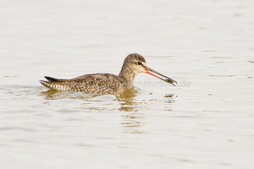 Dunkle Wasserläufer